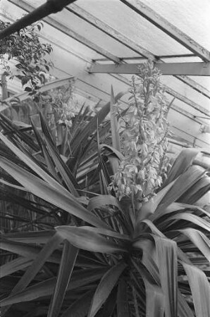Blühende Palmlilie im Botanischen Garten.