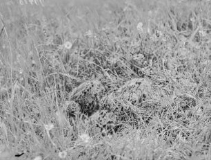 Kiebitz : Kiebitz (Vanellus vanellus Linnaeus), vier Tage alte Jungvögel.