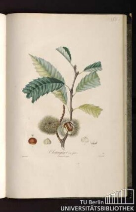 Pl. XXIII b. Chataignier (on fruit).
