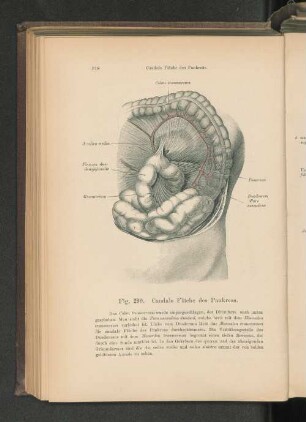 Fig. 290. Caudale Fläche des Pankreas.