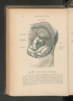 Fig. 290. Caudale Fläche des Pankreas.