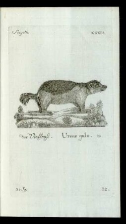 32. der Vielfrass. Ursus gulo.