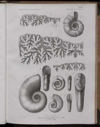Pl. XXI. [bis] Pl. XXXI. [siehe arabische Paginierung]