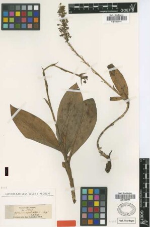 Habenaria affinis Wight [type]