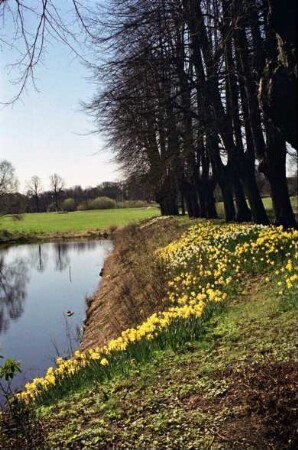 Hang am äußeren Schlossgraben südlich der Schlossbrücke mit Narzissen und Osterglocken, rechts Linden, 15. April 2010