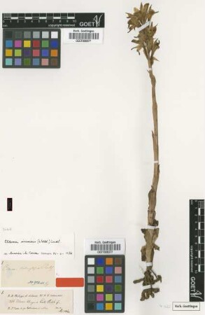Chloraea unguis-cati Rchb.f.