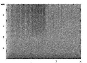 Wiesengrashüpfer | Chorthippus dorsatus - Stridulation