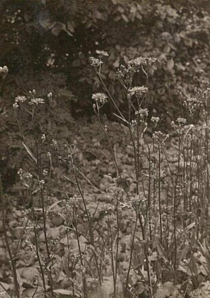 Wiesen-Pippau (Crepis biennis), auch Zweijähriger Pippau