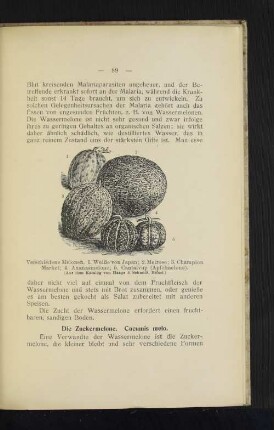 Die Zuckermelone. Cucumis melo.