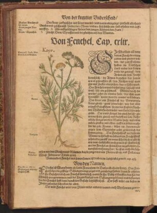 Von Fenchel, Cap. CXLIX
