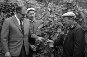 Ihringen: Durch Spritzmittel vertrocknete Trauben, mit Winzer im Weinberg