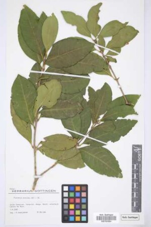 Picconia excelsa (Ait.) DC.