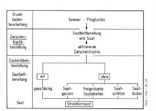 Einzelkornsaat