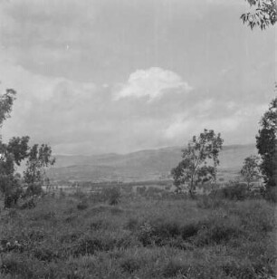 Eukalyptus bei Kabale : Blick von einem Hotel in Kabale nach Ostkigesi, auf den Feldern in staatlichem Besitz Eukalyptus