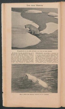 Los osos blancos