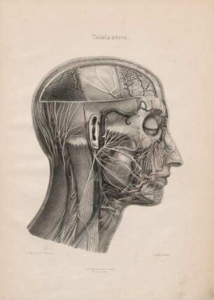 Distributio nervorum faciei, colli et cervicis sub musculis subcutaneis faciei, musculo subcutaneo colli et cucullari.