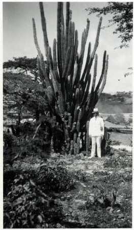 Curaçao: Kandelaberkaktus