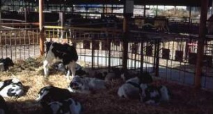 Fotografie: Tierproduktionsverfahren, Kalb, Gruppenhaltung, Tieflaufstall