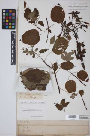 Fuchsia spectabilis Hook.