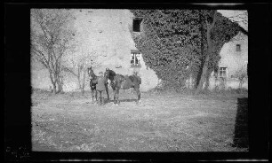 Colroy-la-Grande (Dep. Vosges, Frankreich): "[Pferdebursche] Weißflock mit Pferden: vor Efeuwand" (Distanzaufnahme)