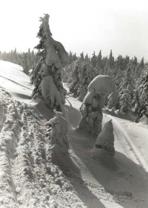 Osterzgebirge. Kahleberggebiet. Fichten in Schnee und Rauhreif