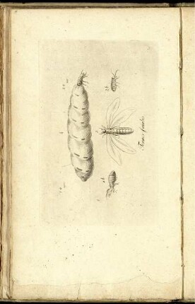 [9] Termes fatalis