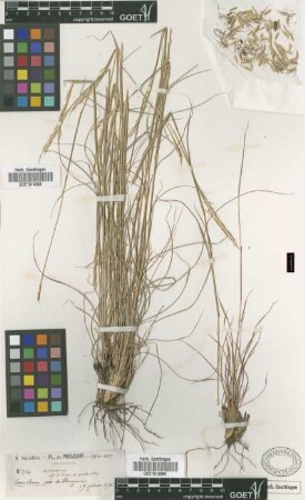 Andropogon sp.