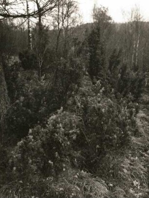 Gemeiner Wacholder (Juniperus communis), auch Heide-Wacholder im Naturschutzgebiet Rothstein bei Löbau