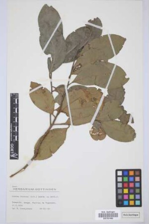 Ocotea foetens (Ait.) Benth. & Hook. f.