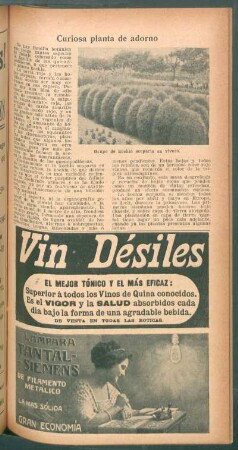 Curiosa planta de adorno