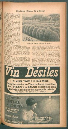 Curiosa planta de adorno