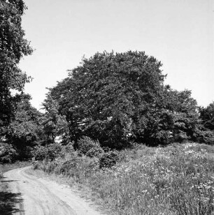 Straße Am Wischhof: Bunsberg mit Baumbestand: vorn rechts Wiese