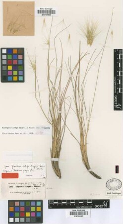 Elymus fragilis (Boiss.) Griseb.