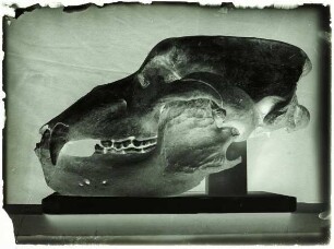 Ursus spelaeus