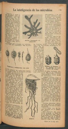 La inteligencia de los microbios