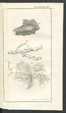 Tafel: Les Plantes marines.