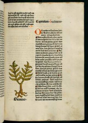 152r-152v, Oleander (286. Kapitel)