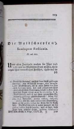 Die Waldschnepfe.