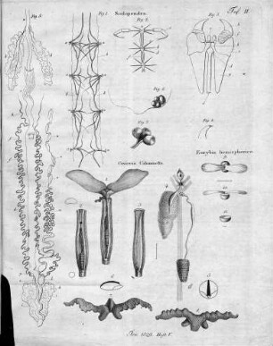 Tafel 2 zu Isis Heft V. 1829