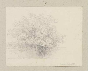 Junger Baum vor einer Mauer