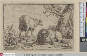 [Schaf, Widder und Ziege; Sheep, ram and goat]