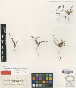 Polygonum tubulosum Boiss. [isotype]