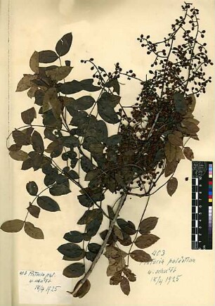 Anacardiaceae Pistacia palaestina Boissier, Edmond (1810 - 1885) [Wadi scha'eb (Trockental)]