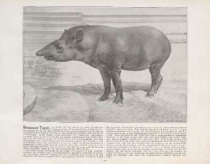 Brauner Tapir