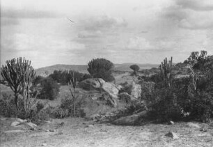 Landschaft mit Trockenvegetation bei Kondoa : Landschaft mit Trockenvegetation