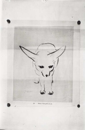 Stehender Wüstenfuchs (Faruk). Kohlezeichnung (1938; E. Richter). Eigentum der Künstlerin