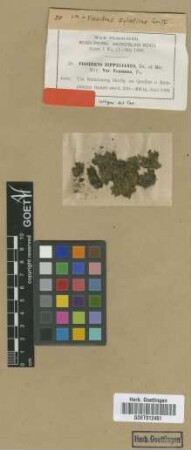 Fissidens zippelianus Dozy & Molk. var. M.Fleisch. fontanus[isotype]