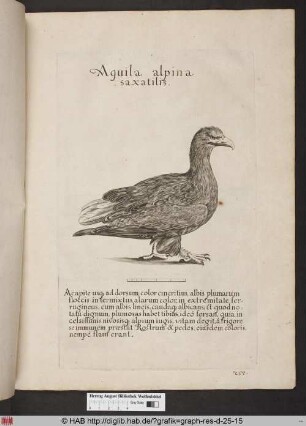 Aquila alpina saxatilis.