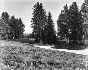 Umland des Crater Lakes : Wald im Umland des Crater Lakes.