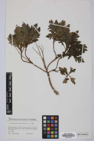 Argyranthemum pinnatifidum (L.f.) Lowe